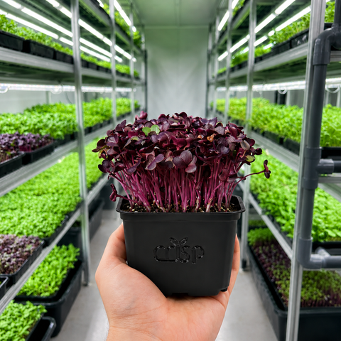 Microgreens - Radish Red