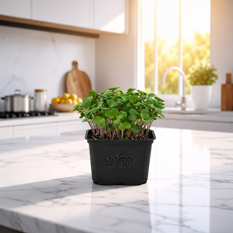 Microgreens - Radish Red