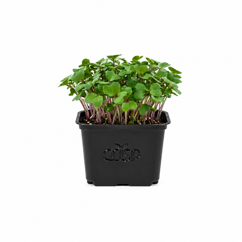 Microgreens - Radish Red