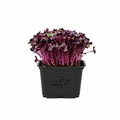 Microgreens - Radish Red