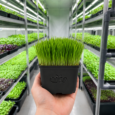 Microgreens - Wheatgrass