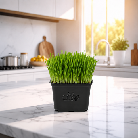 Microgreens - Wheatgrass