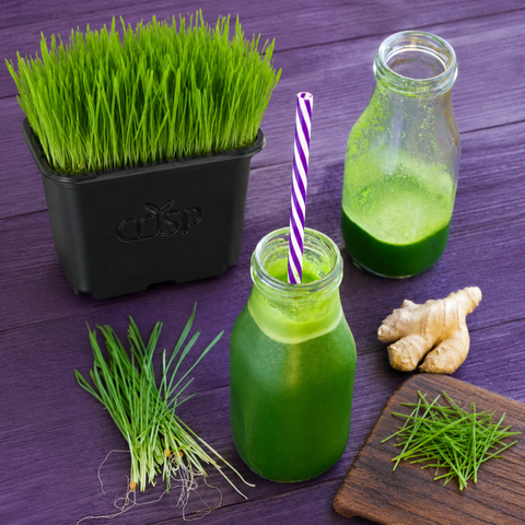 Microgreens - Wheatgrass