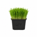Microgreens - Wheatgrass
