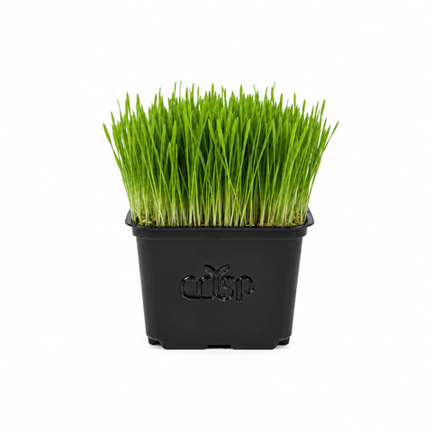Microgreens - Wheatgrass