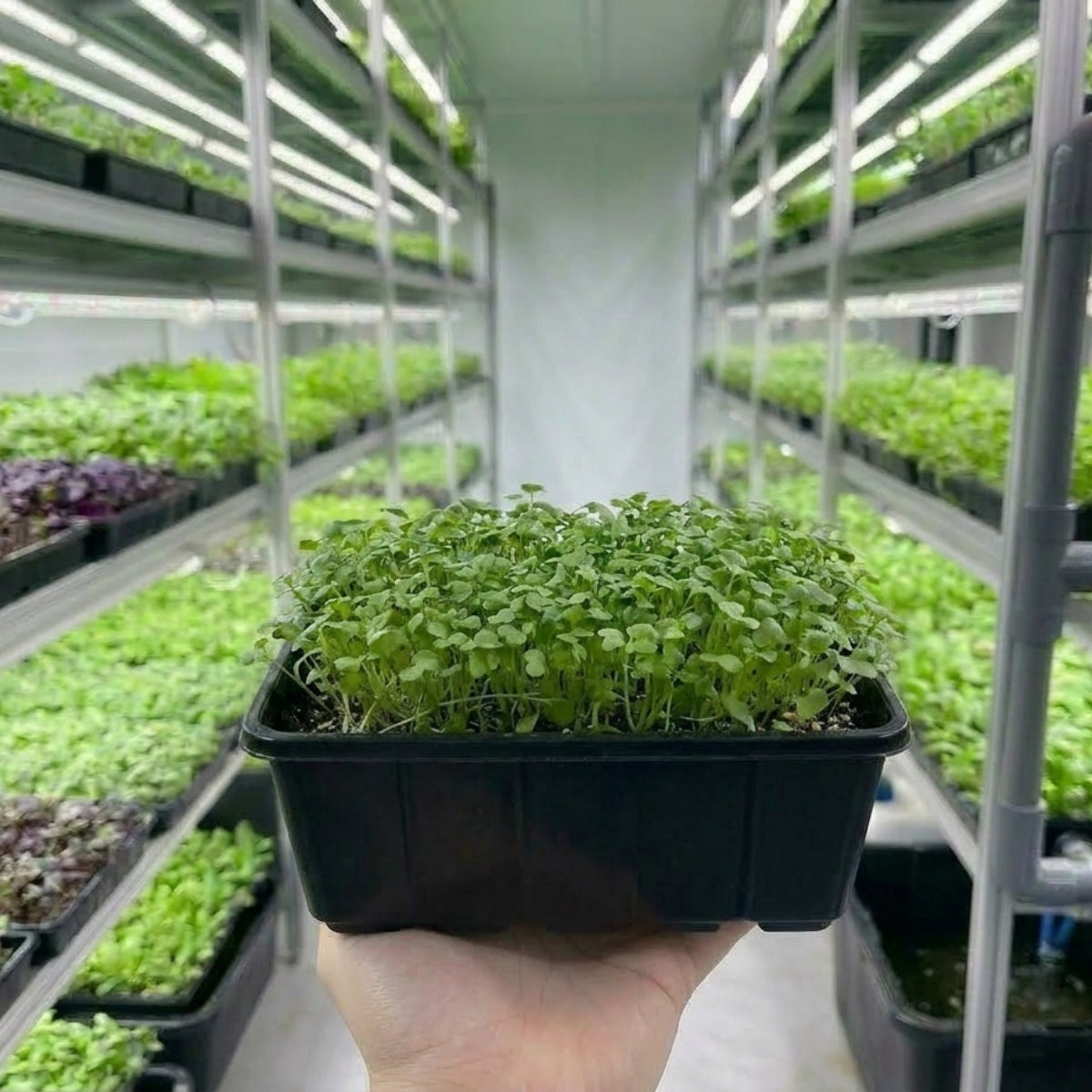 Microgreens -Coriander - image 2
