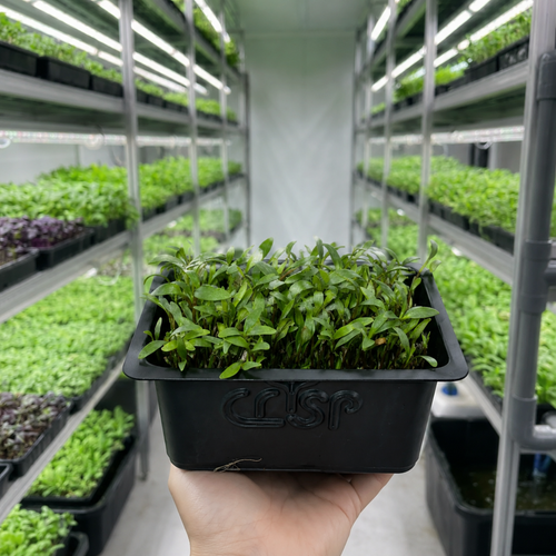 Microgreens -Coriander