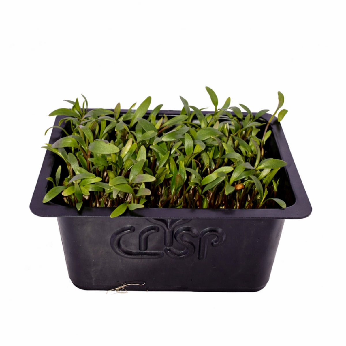 Microgreens -Coriander - image 1