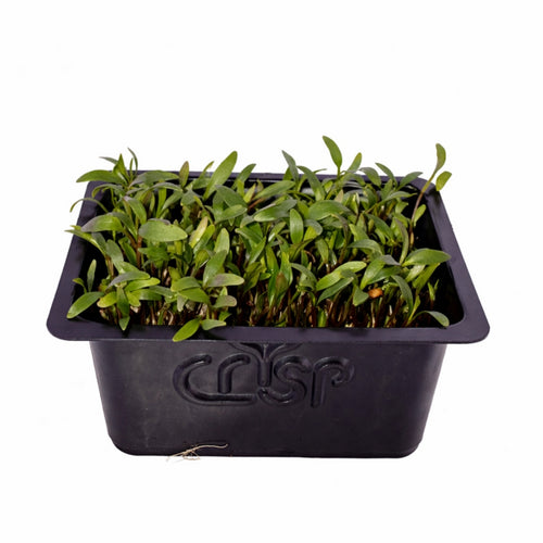 Microgreens -Coriander