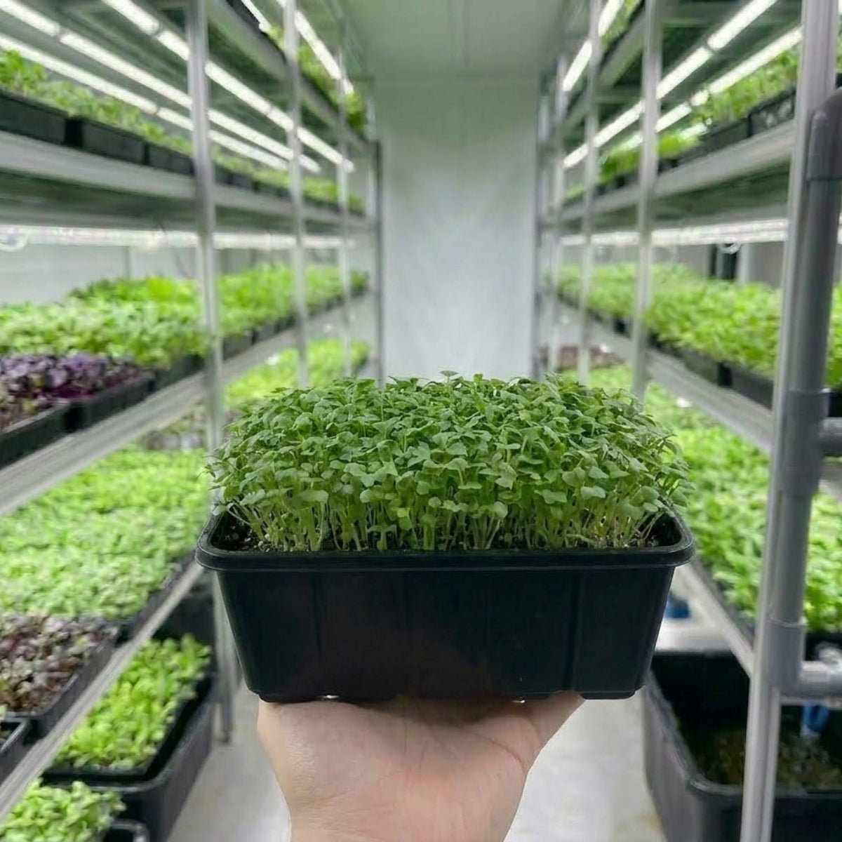 Microgreens -Mizuna - image 2
