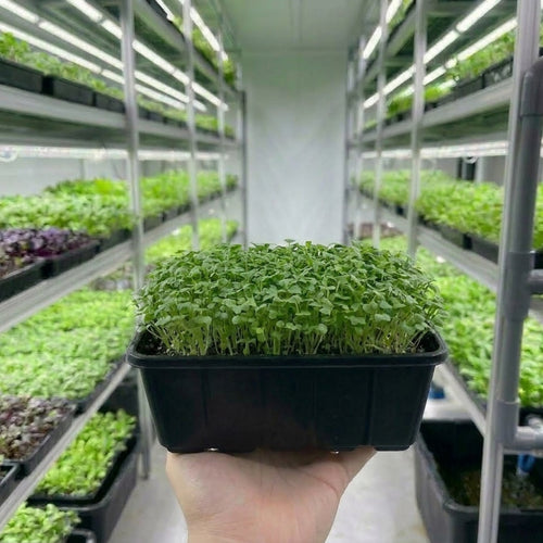 Microgreens -Mizuna