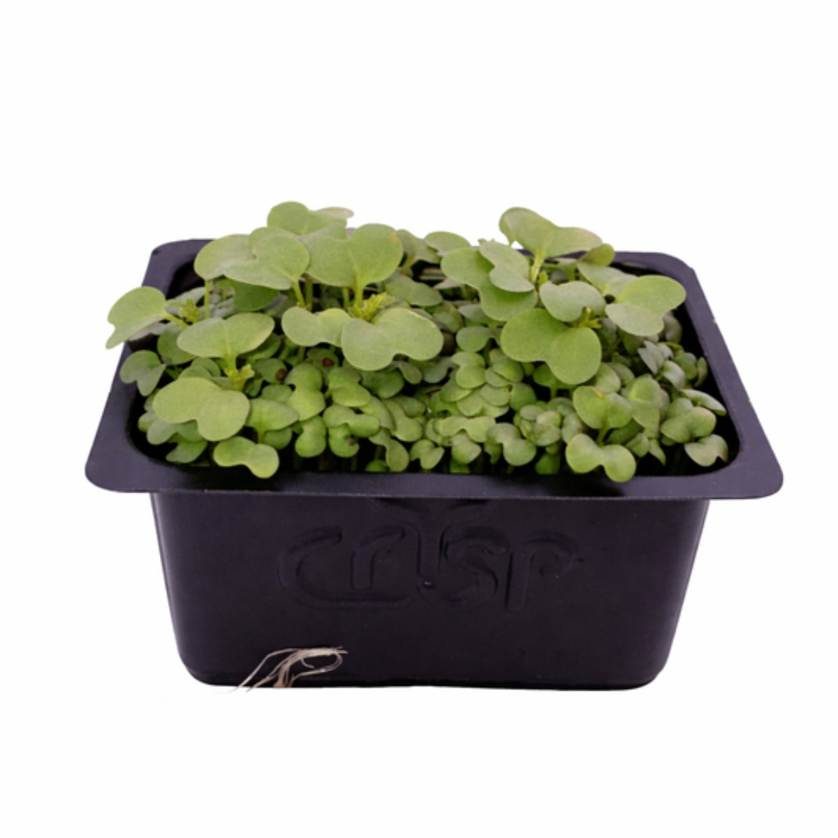 Microgreens -Mizuna - image 1