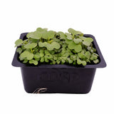 Microgreens -Mizuna