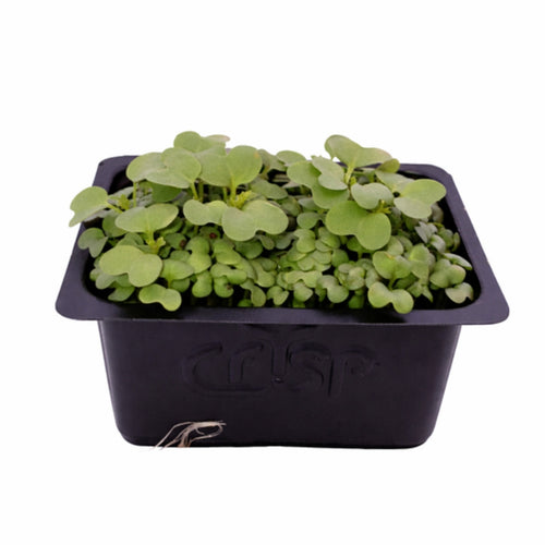 Microgreens -Mizuna