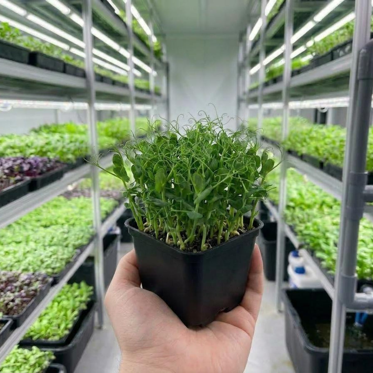 Microgreens -Peashoots - image 2
