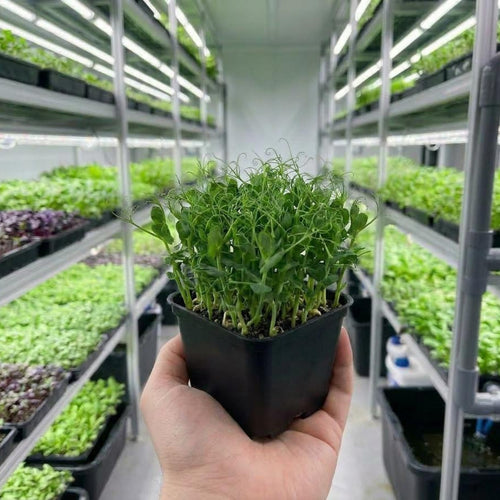 Microgreens -Peashoots