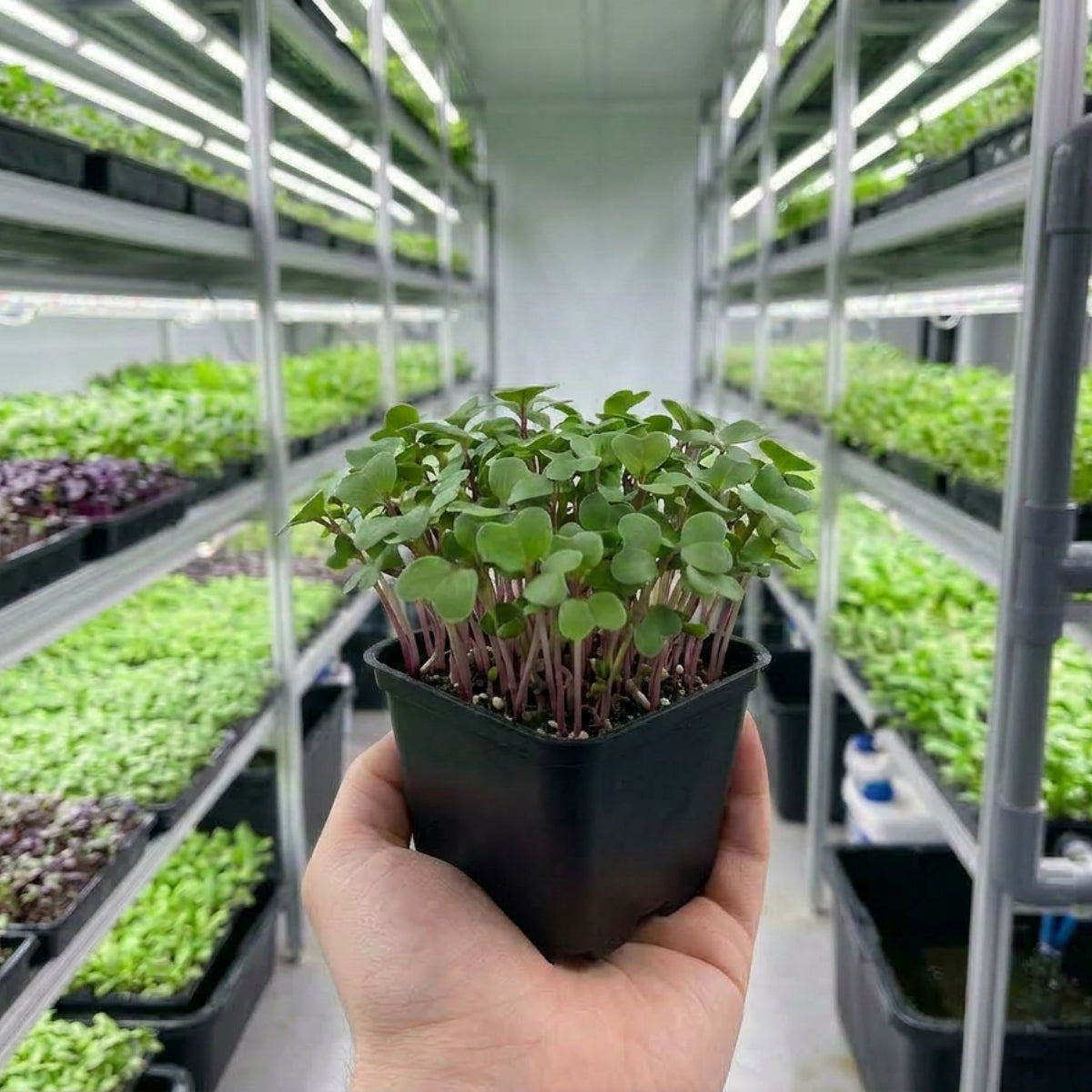 Microgreens - Radish Red - image 2