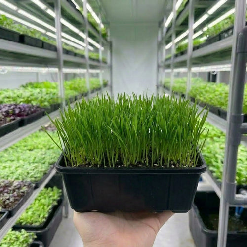 Microgreens - Wheatgrass