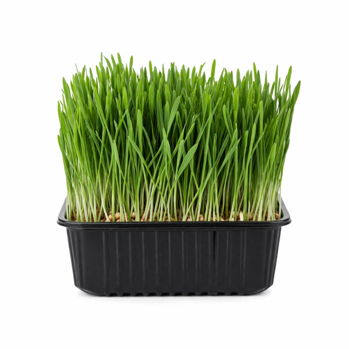 Microgreens - Wheatgrass - image 1