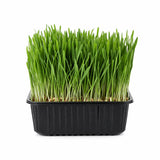 Microgreens - Wheatgrass