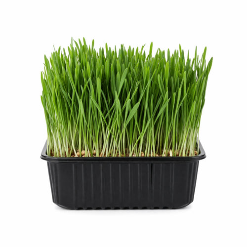 Microgreens - Wheatgrass