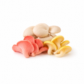 Mixed Oyster Mushrooms