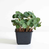 Microgreens - Nasturtium