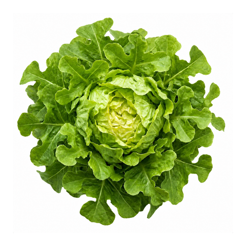 Oakleaf Green Lettuce
