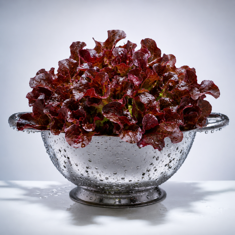 Oakleaf Red Lettuce