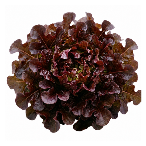 Oakleaf Red Lettuce