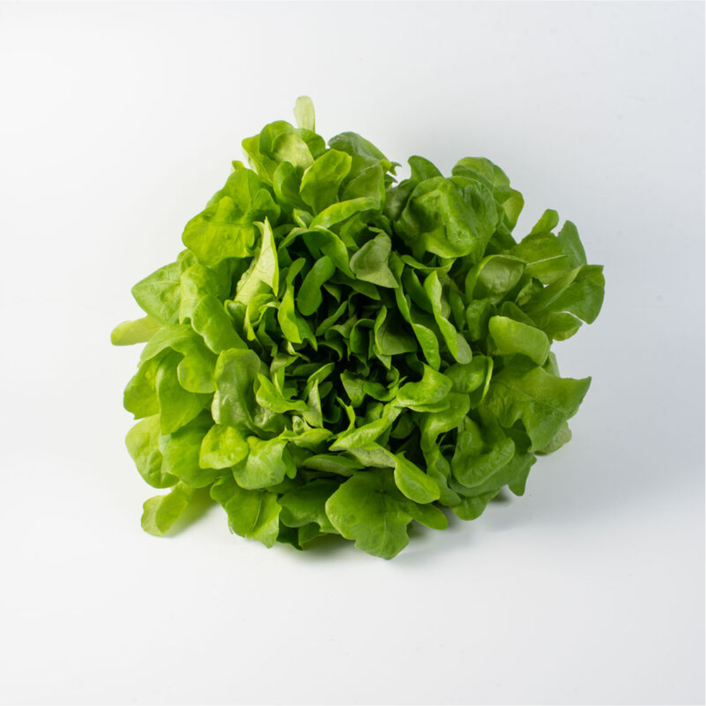 Oakleaf Green Lettuce - image 1