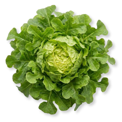 Oakleaf Green Lettuce