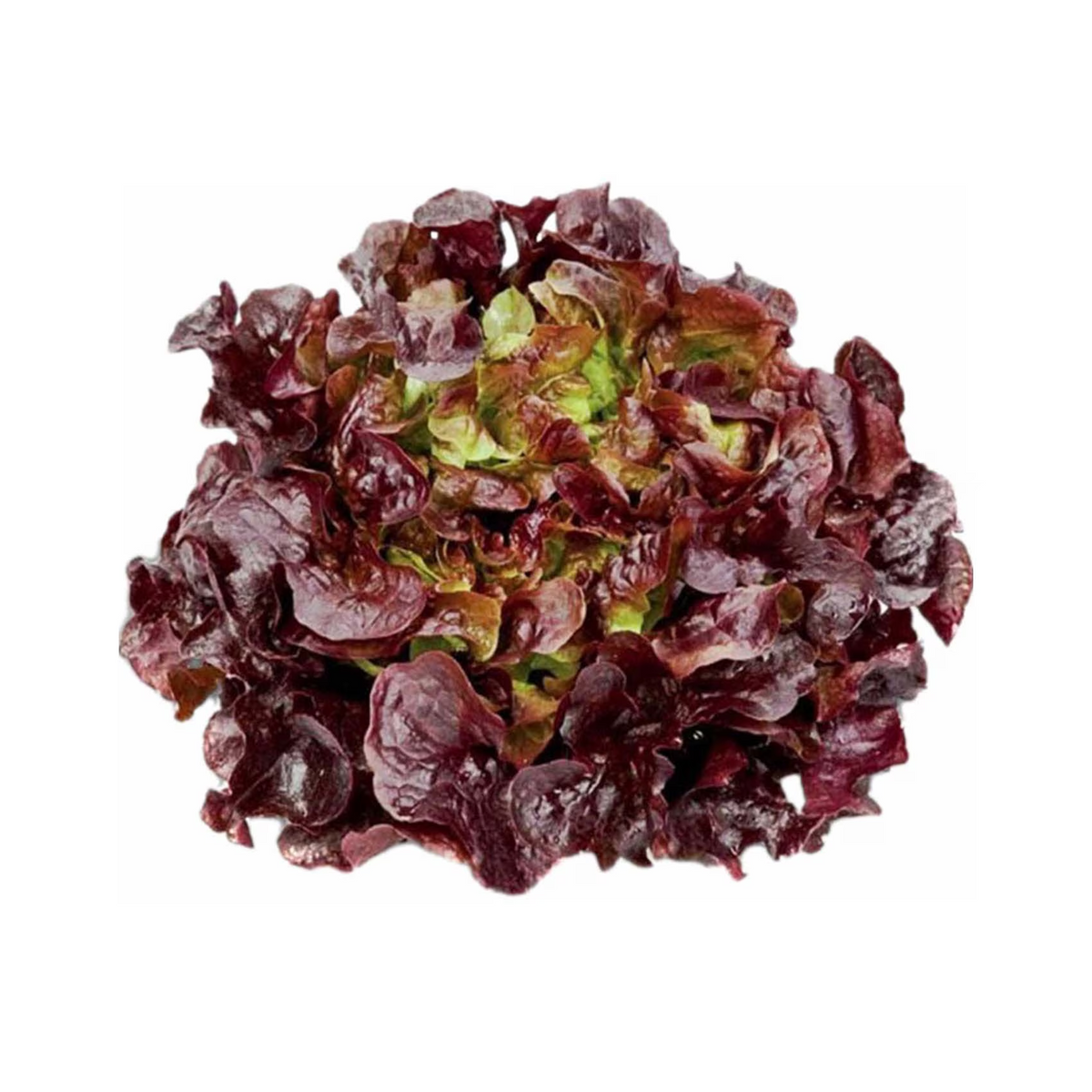 Oakleaf Red Lettuce - image 1