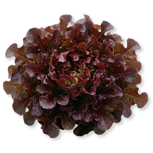 Oakleaf Red Lettuce