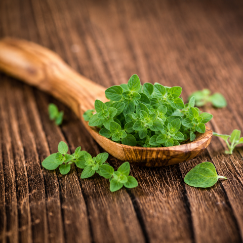 Oregano