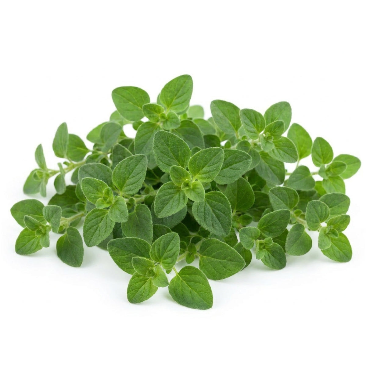 Oregano - image 1