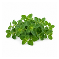 Oregano