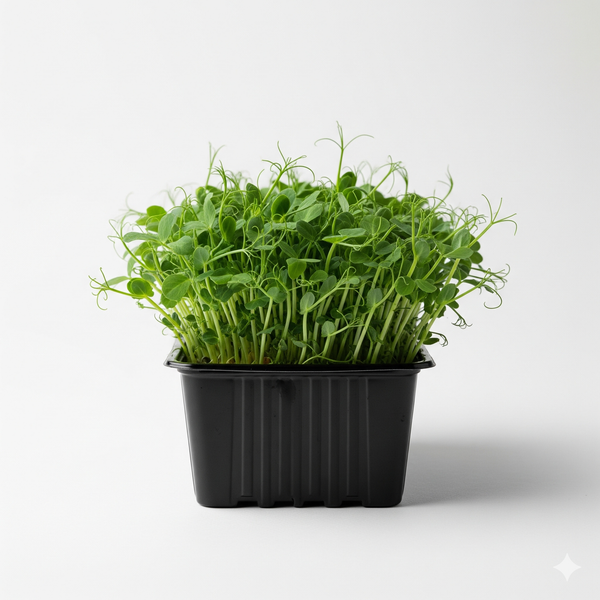 Microgreens -Peashoots