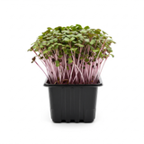 Microgreens - Radish Red