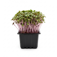 Microgreens - Radish Red