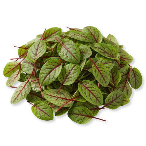 Red Veined Sorrel Baby leaf