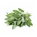 Sage