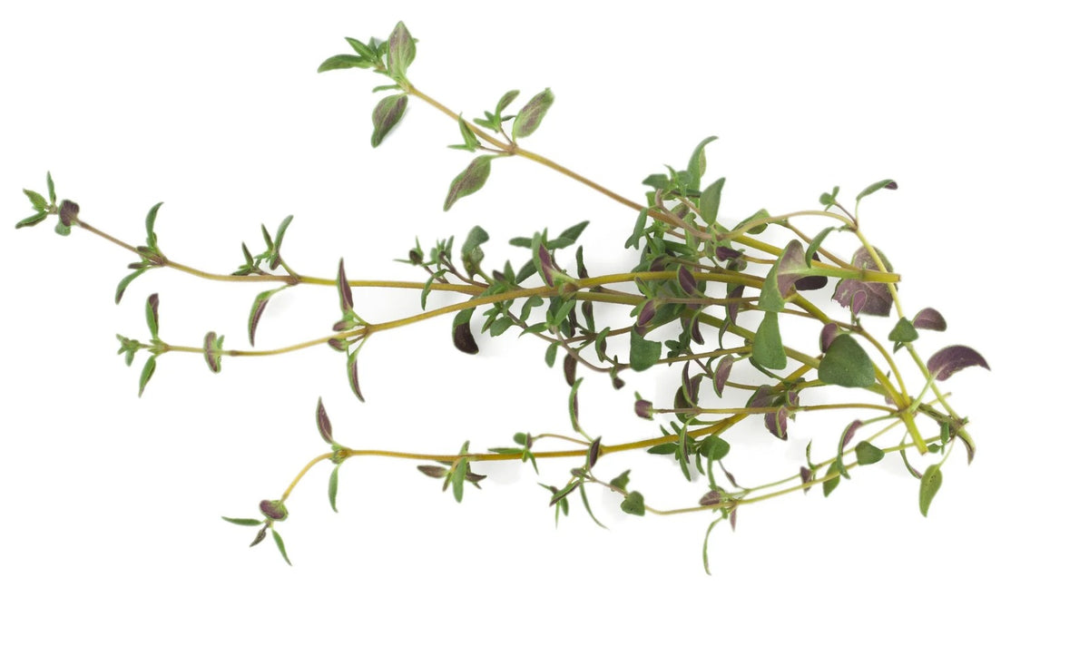 Thyme - image 1