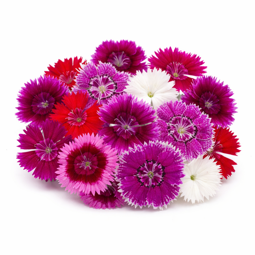 Fresh Edible Dianthus | 15 pcs - image 1