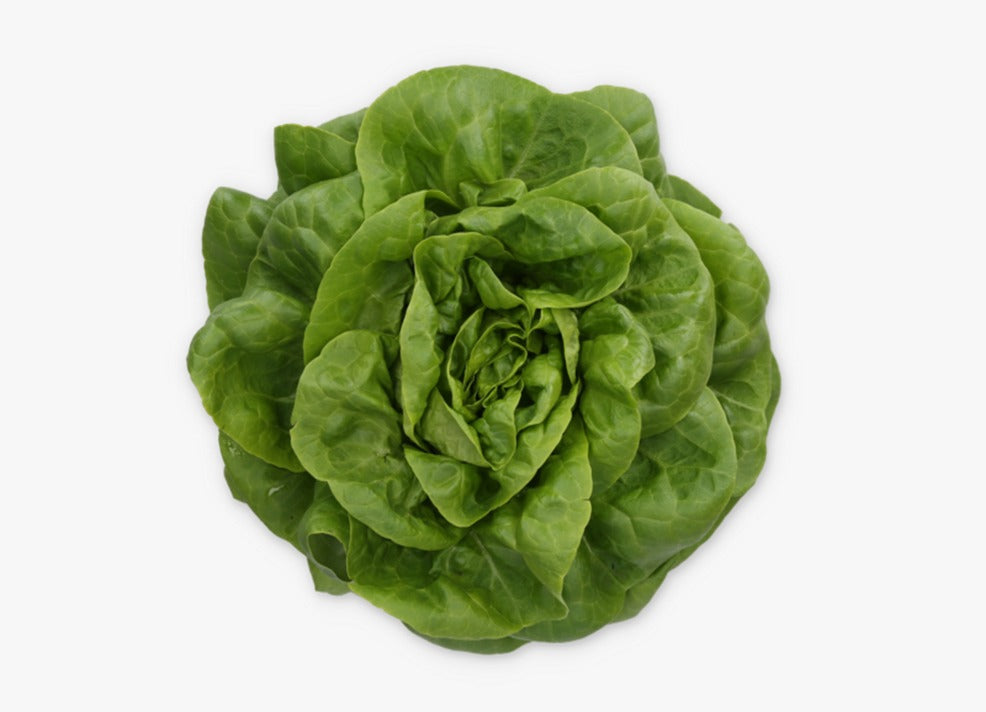 Butterhead Green Lettuce - image 1