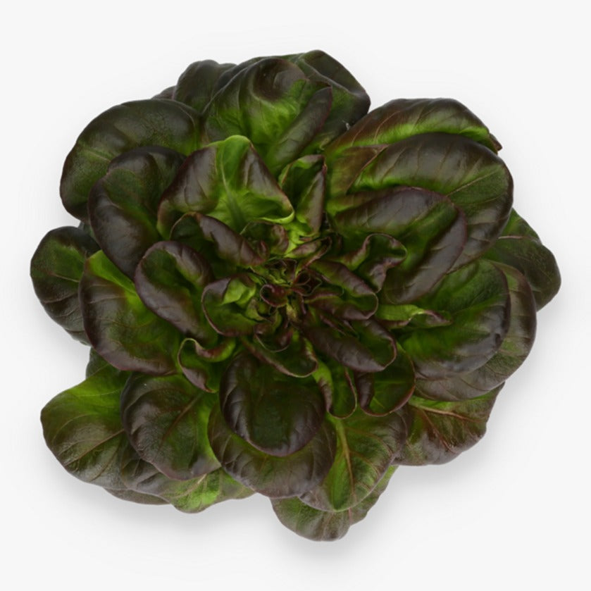 Butterhead Red Lettuce - image 1
