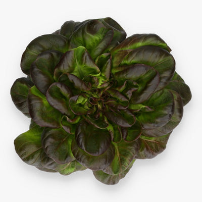 Butterhead Red Lettuce