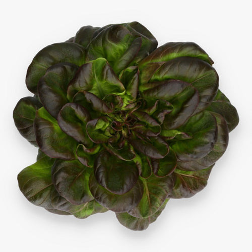 Butterhead Red Lettuce