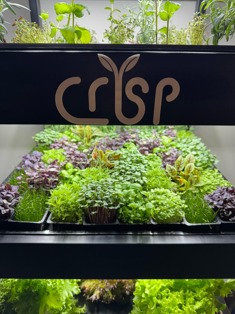 Microgreens