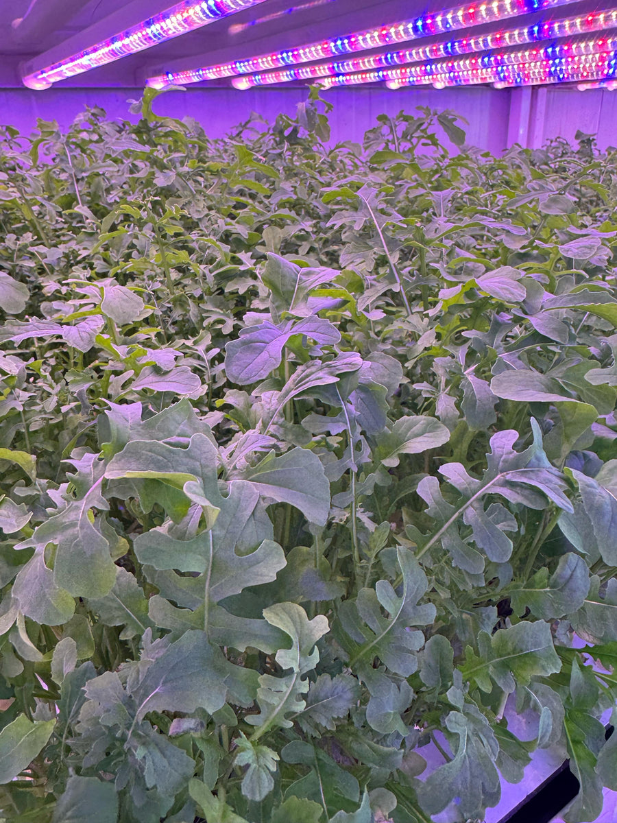 Arugula